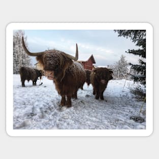 Scottish Highland Cattle Cow and Calf 1873 Sticker